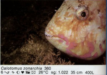 Calotomus zonarchia